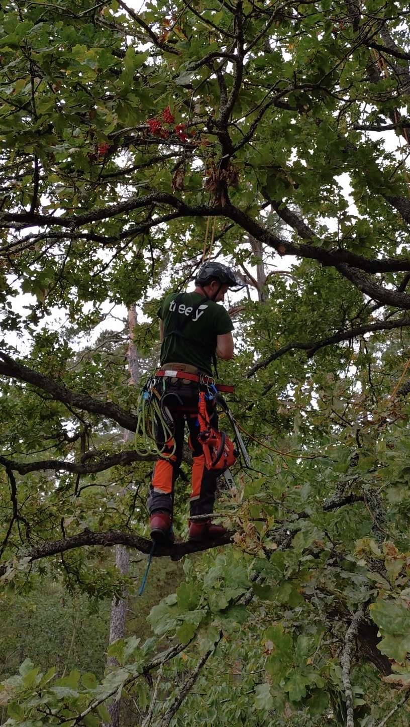 Arborist utför underhållsbeskärning i en ek