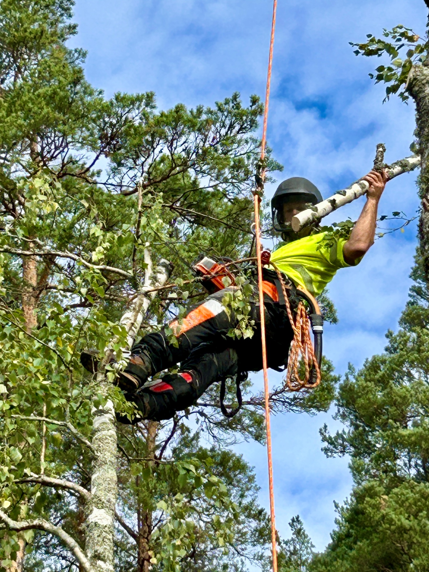 Arborist fäller träd med klätterteknik uppe i trädets krona