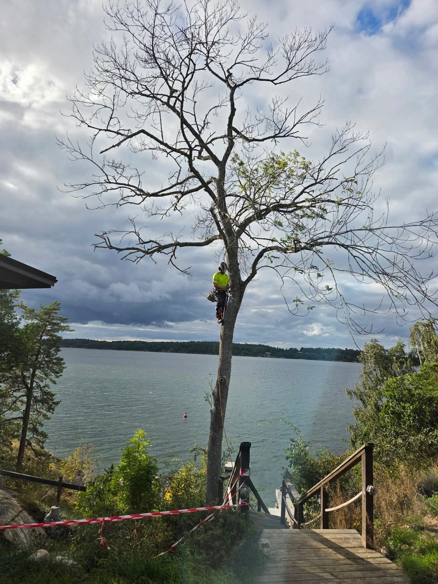 Arborist säkrar dött träd i avspärrat område vid vattnet